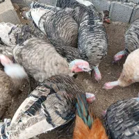 فروش بوقلمون
