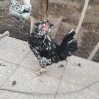 تخم نطفه دارگلین وخروس ونیمچه خروس گلین|حیوانات مزرعه|زرند, |دیوار