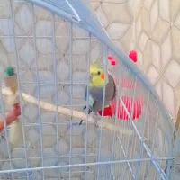 مرغ مینا و عروس هلندی|پرنده|گرگان, |دیوار