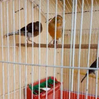 قناری نرودوتاماده|پرنده|فارسان, |دیوار