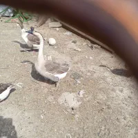 جفت قوقاز