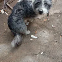 یک عدد سگ بازیگوش|سگ|بیرجند, |دیوار