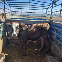 گوساله گاو تلیسه|حیوانات مزرعه|گلپایگان, |دیوار