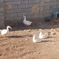 غاز محلی|حیوانات مزرعه|مشگین شهر, |دیوار