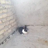 دو عدد خرگوش خیلی خوشگل|موش و خرگوش|زارچ, |دیوار