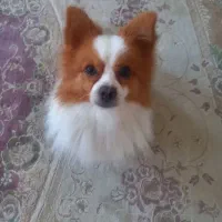 سگ نر بسیار زیبا آماده جفت گیری اول توضیحات|سگ|خرمآباد, |دیوار