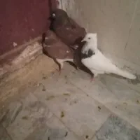 مجسمه