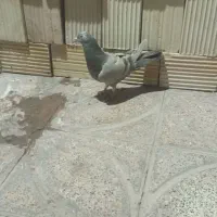 چند عدد کبوتر|پرنده|بم, |دیوار