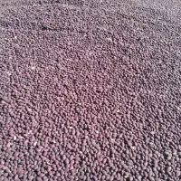 لوبیا قرمز بوجاری نشده