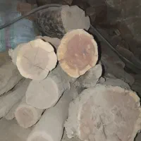 چوب|خدمات باغبانی و درختکاری|تهران, بریانک|دیوار