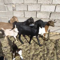 فروش سه بزغاله ماده|حیوانات مزرعه|خور (اصفهان), |دیوار