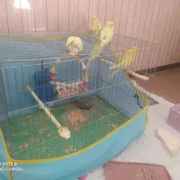 5 تا مرغ عشق خیلی قشنگگ|پرنده|پیرانشهر, |دیوار