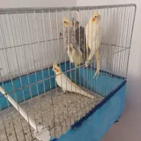 عروس هلندی قطعه دار