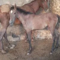 اسب مادیون بنام چیتا