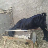 میش بره دار
