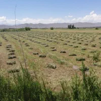 علوفه ی دام