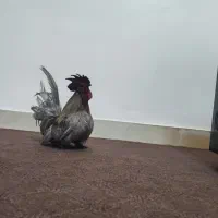 خروس جاپنیز