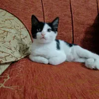 گربه|گربه|کازرون, |دیوار