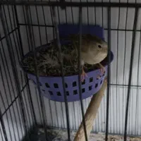 قناری ماده تن نخورده|پرنده|پاکدشت, پاکدشت (مامازند)|دیوار