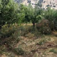 باغ-چشمه-چنار