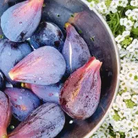 آغاز پیشفروش نهال انجیر گلابی درشت|خدمات باغبانی و درختکاری|بهاباد, |دیوار