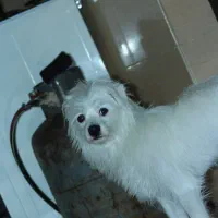 سگ ژرمن سراب و پامراشپیتز|سگ|میناب, |دیوار