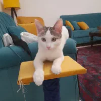 واگذاری گربه