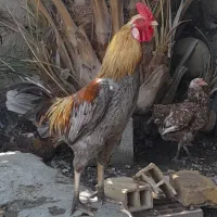 خروس