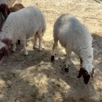 فروش کاور    بره   گوسفند