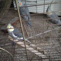 عروس هلندی