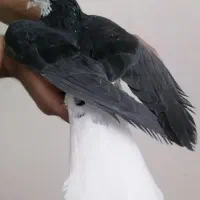 کفتر ساده هفت رنگ خال سیاه زرد الماسی کاکلی افشون