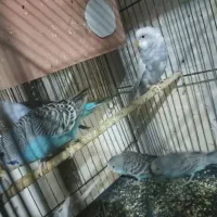 مرغ عشق|پرنده|نسیمشهر, |دیوار