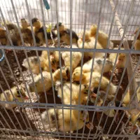 پرنده سرای امامی