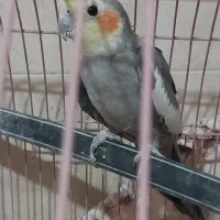 فروش نرسیامون به شرط جوجه ودامپزشکی|پرنده|گرمسار, |دیوار