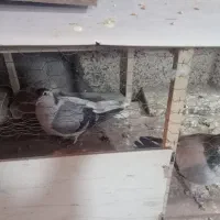 کبوتر جفتگاه