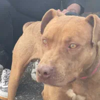 سگ پیتبول تریر|سگ|مشهد, چهارچشمه|دیوار