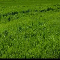 برنج نیم دانه علی کاظمی