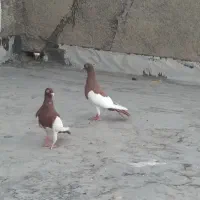 پرنده  کبوتر