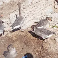 بت فروشی|حیوانات مزرعه|زهک, |دیوار