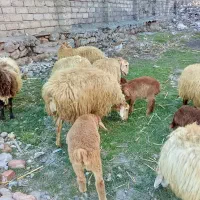 گوسفند همگی شیشک