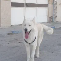 سگ هاسکی نر