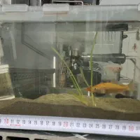 آکواریوم|ماهی|قدس, شهرقدس|دیوار