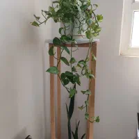 تعدادی گل طبیعی