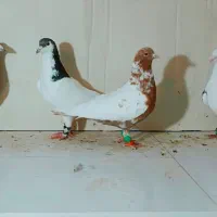 5تا کبوتر بوم پرشی و3ماده پلاکی اورجینال