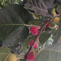 کشته انجیر