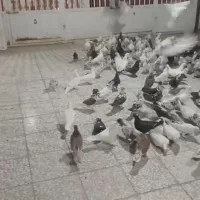 کبوتر پرش بالا