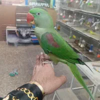 شاه طوطی اهلی سخنگو|پرنده|تبریز, |دیوار