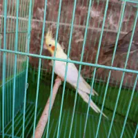 4عدد عروس هلندی بالغ با قفس|پرنده|اهرم, |دیوار