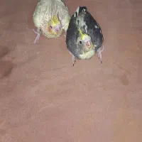 جوجه عروس هلندی