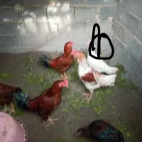 خروس|حیوانات مزرعه|آق قلا, |دیوار